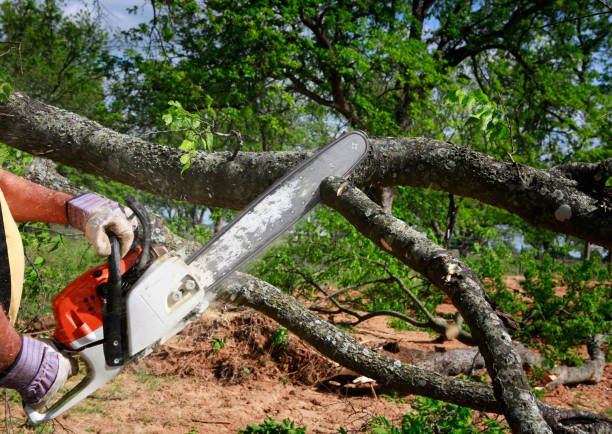 Best Tree and Shrub Care  in Alexander, AR